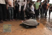 Southern River Terrapin Released Back Into Sre Ambel River In Cambodia