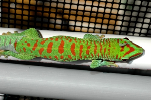 Giant Day Gecko Care Sheet