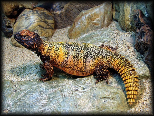 Keeping and Breeding Moroccan Uromastyx