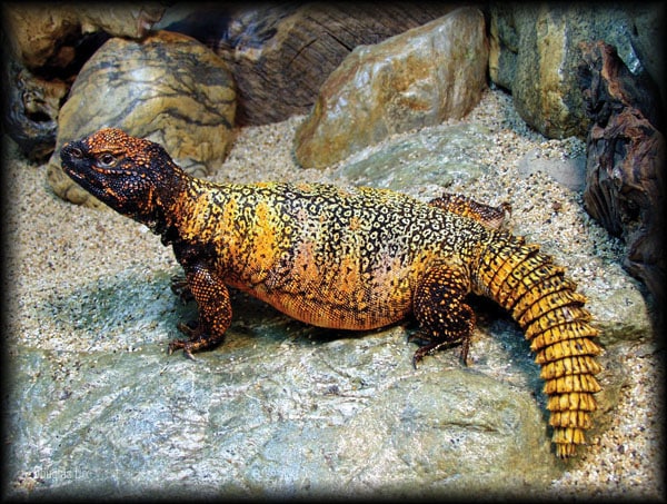 Uromastyx store as pets