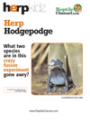 Herp Hodgepodge