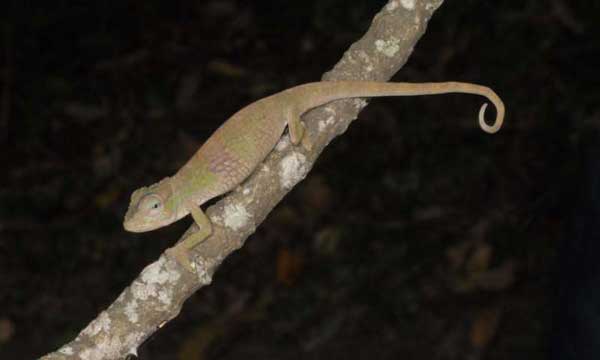 Three Chameleon Species Discovered in Central Africa