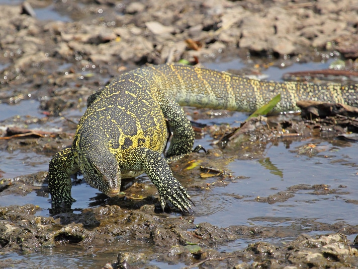 Florida's Palm Beach County Nile Monitors Target Of Removal Efforts