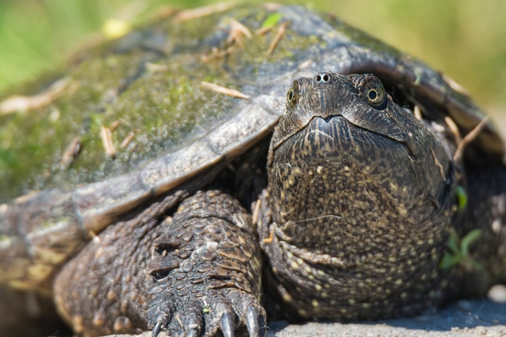 Painted Turtle And Common Snapping Turtle In Same Enclosure?