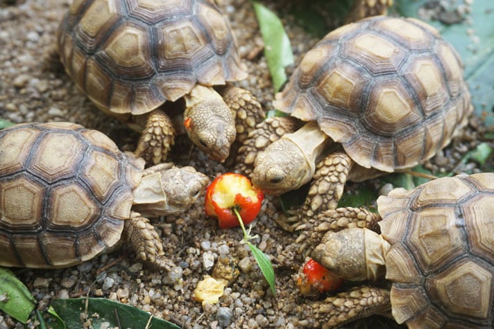 Northern California Tortoise And Turtle Sanctuary Opens Adoption Center