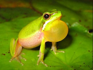 Save The Frogs! Distributes More Than $3,000 In Save The Frogs Day Awards
