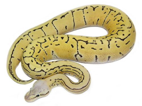 Desert Ghost Lemon Pastel Ball Python