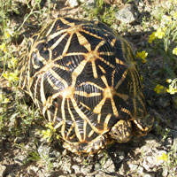 Star Tortoise Female