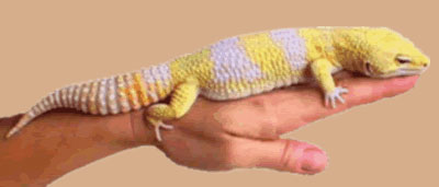 Giant Leopard Gecko