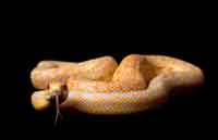 Snakes Evolved From Blind Underground Dwelling Reptiles