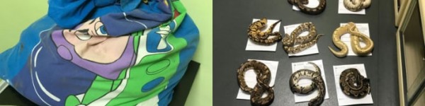 Ball Pythons Abandoned