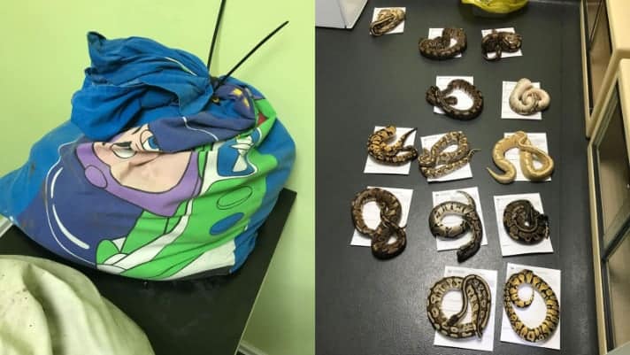 13 Ball Python Morphs Abandoned In Buzz Lightyear Pillowcases