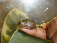 White’s Tree Frogs Have Self-Cleaning Feet