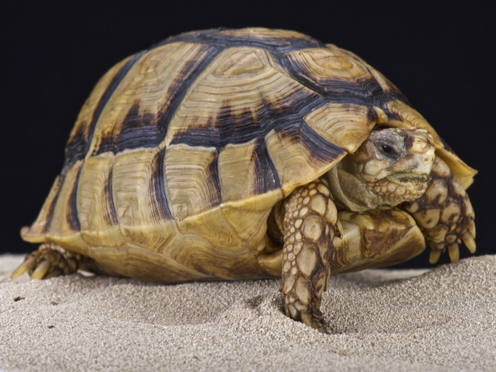 Egyptian Tortoise Breeding Observations