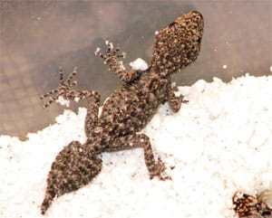 Breeder’s Choice – Leaf-Tailed Gecko