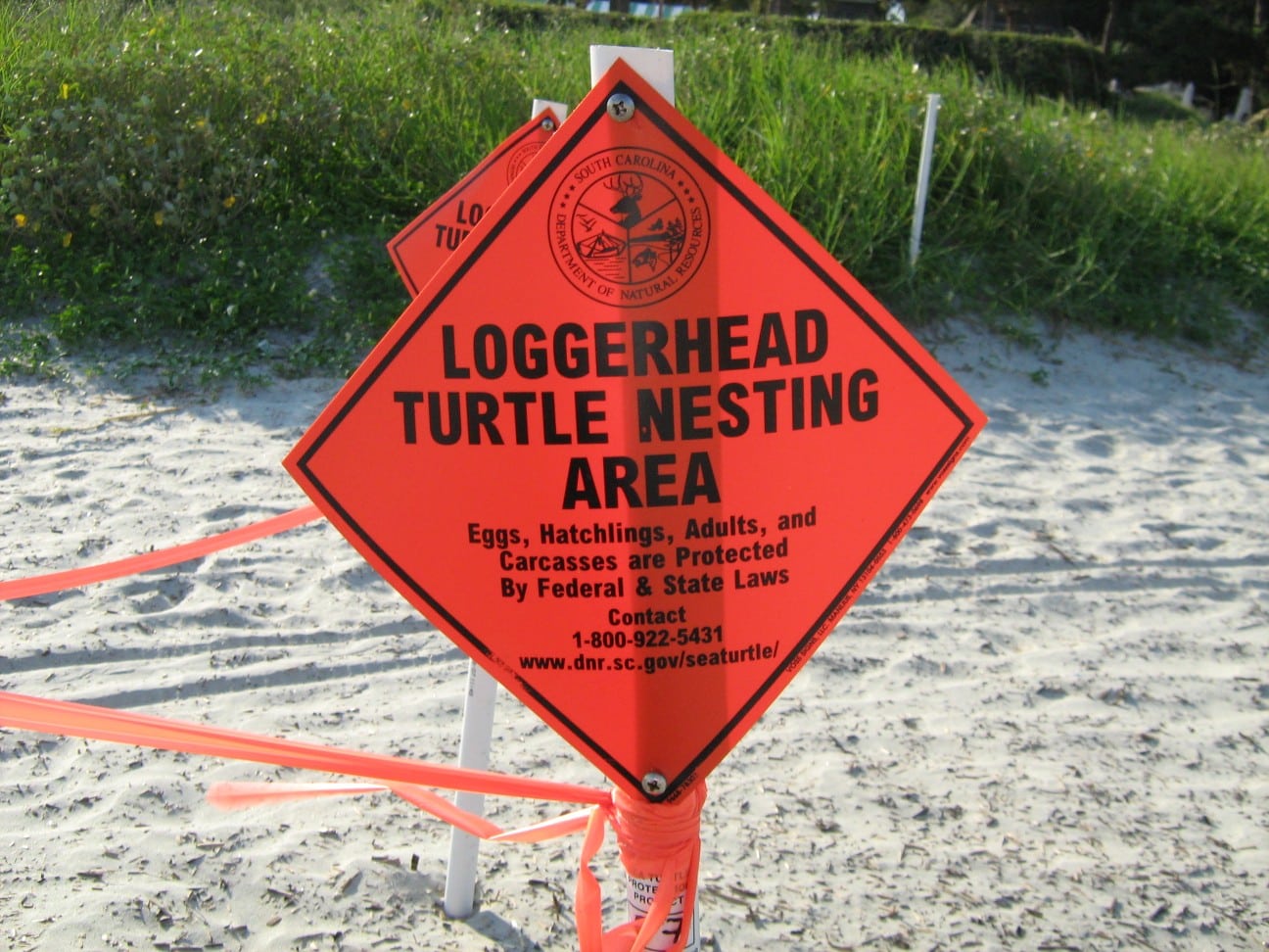 Woman Arrested In Florida For Harassing Sea Turtle Nest