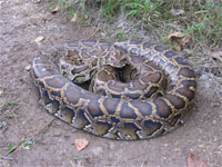 U.S. Fish And Wildlife Service Supports First Major Conservation Assessment Of Asian Snakes