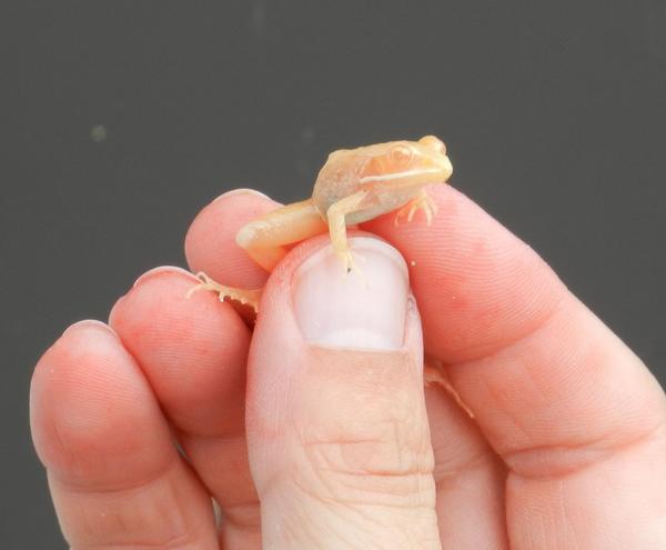 Check Out This Albino Wood Frog From Tamarac National Wildlife Refuge Check Out This Albino Wood Frog From Tamarac National Wildlife Refuge