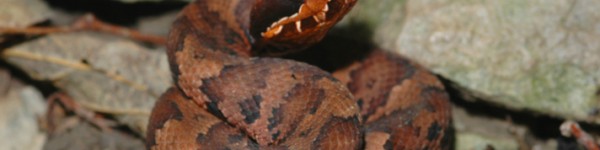 Cottonmouth Snake Shutterstock 3965599