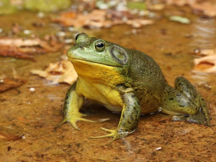 Huge American Bullfrog Caught In Canadian Pond