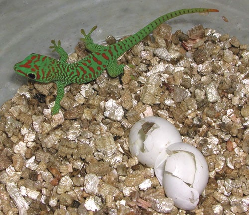 Breeding Giant Day Geckos