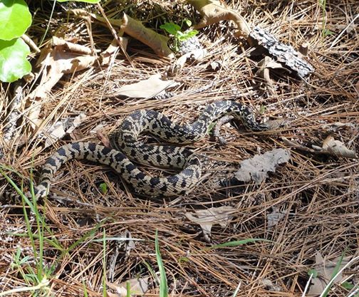 Louisiana Pine Snake Listed As Threatened By USFWS