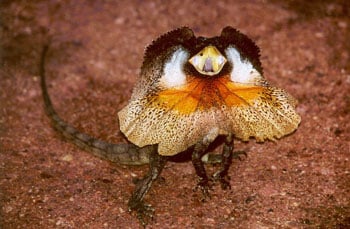 The Brighter The Frilled Lizard’s Frill, The More Likely It Wins A Battle