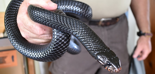 15 Eastern Indigo Snakes Released In Florida’s Apalachicola Bluffs and Ravines Preserve