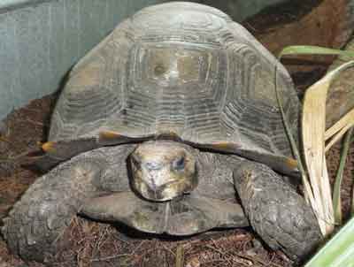 Burmese Mountain Tortoise Care