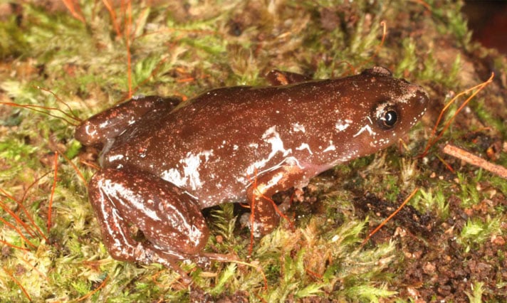 Three New Frog Species Of The Genus Chiasmocleis
