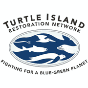 Texas-based Sea Turtle Advocacy Nominated For Best Non-Profit Organization