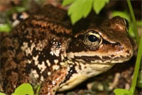 UVB Radiation Not Causing Decline Of Amphibians