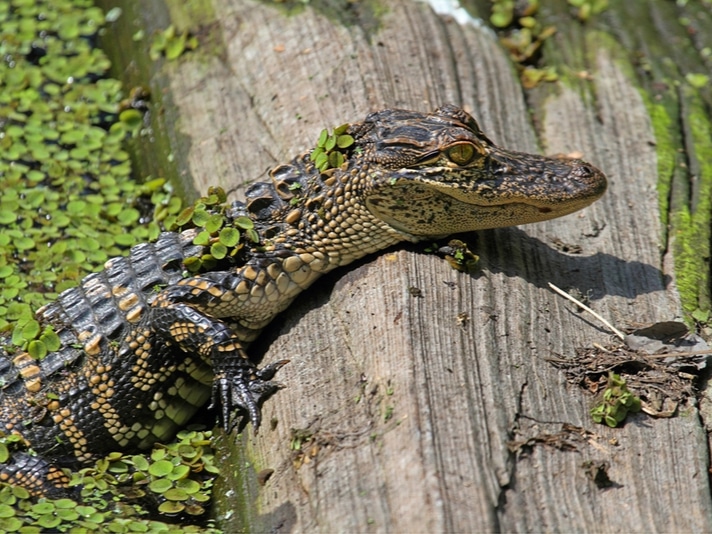 Three-Foot Long Alligator Captured In Pennsylvania