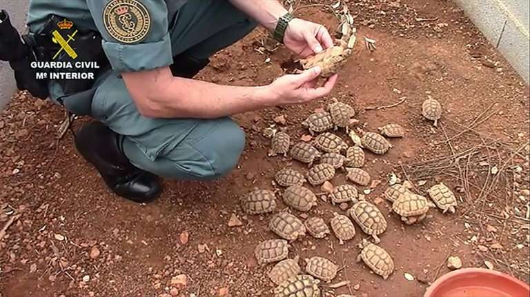 Spanish Police Raid Largest Illegal Turtle Farm In Europe