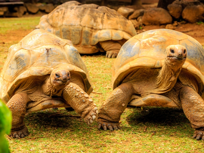 Pennsylvania’s Lehigh Valley Zoo Seeks Funds For Aldabra Tortoise Exhibit