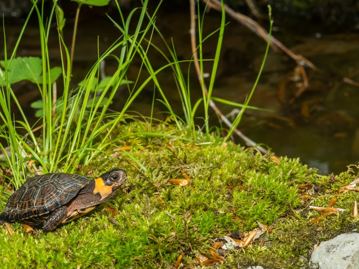 Bog Turtle One Step Closer To Becoming State Reptile Of New Jersey