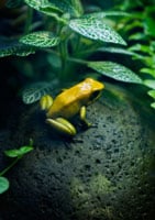 Golden Poison Frog Gets A Sanctuary In Colombia
