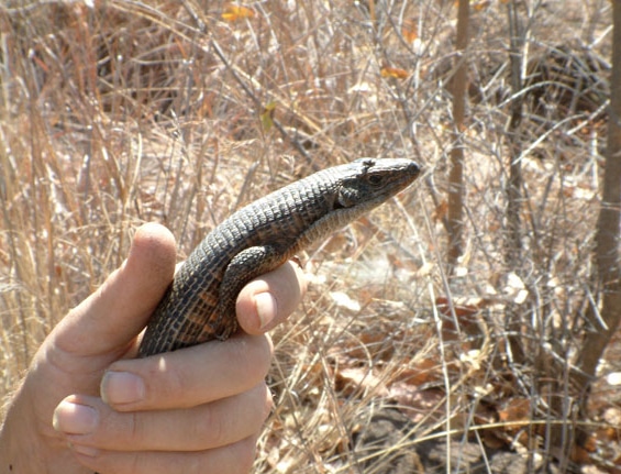 Care for the Challenging Giant Plated Lizard