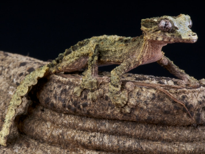 Uroplatus pietschmanni: No. 61 On ZSL's EDGE List Of Endangered Reptiles