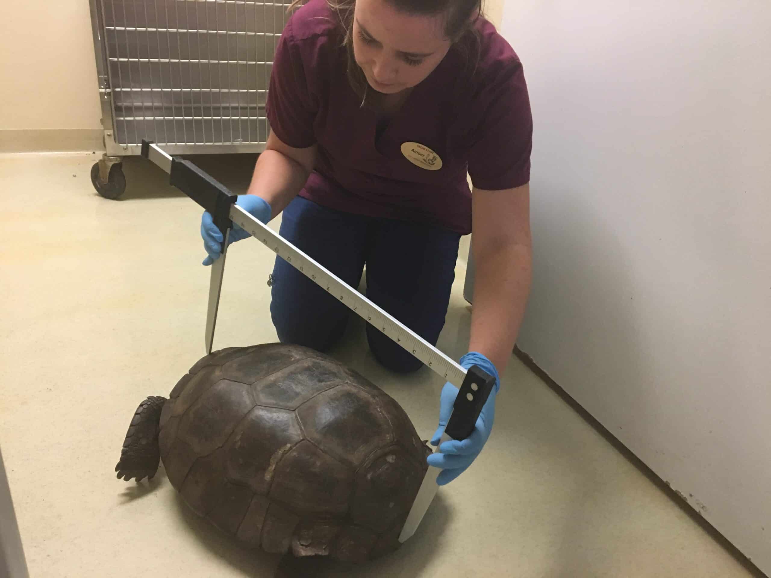 Possible Largest Gopher Tortoise On Record Found In Florida