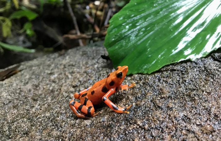 500 Captive-Bred Variable Harlequin Frogs Released To The Wilds Of Panama
