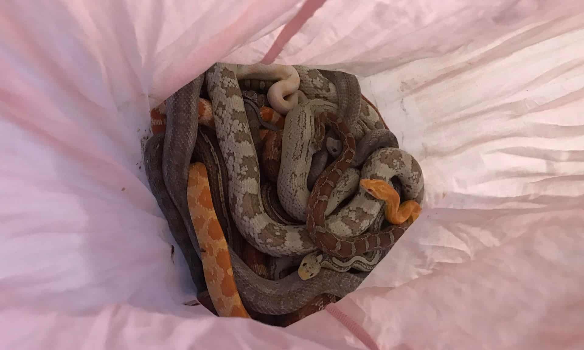 Another 16 Snakes Found Abandoned Behind Fire Station in Sunderland, England