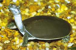 American Softshell Turtles