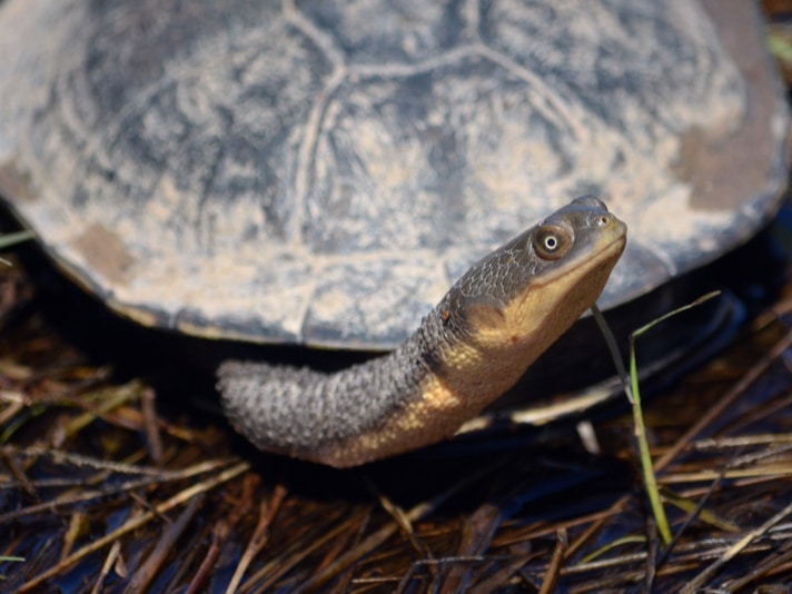 Snake-Necked Turtle Breeding