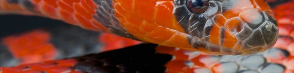 Honduran Milksnake Shutterstock 150012197