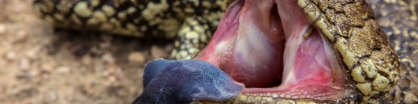 Blue Tongue Skink Shutterstock 706593271