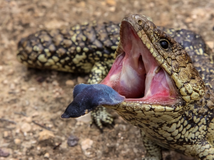 The Blue-Tongue Skink’s Tongue Is Blue To Ward Off Predators, Study Says