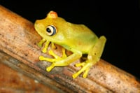 Rainforest Treefrogs Help To Explain Biodiversity