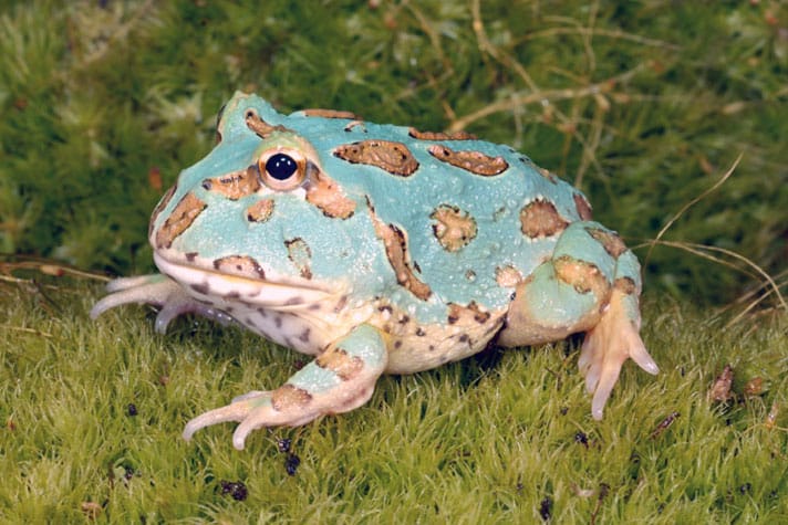 Pac-Man Frog Care And Information - Reptiles Magazine