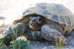 Russian Tortoise Care Tips - Reptiles Magazine